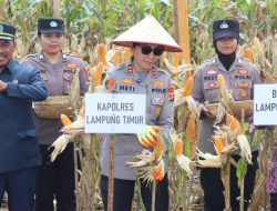 Kapolres Lampung Timur Hadiri Panen Raya Jagung Serentak Kuartal II