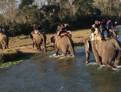 Pemerintah  resmi melakukan larangan penungangan  gajah di lembaga konservasi