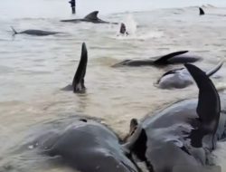 Ratusan Ikan Paus Terdampar di Pesisir Muara Pantai Kabupaten Rote Ndao,NTT