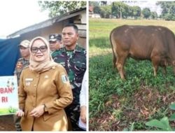 PEMKAB LAMPUNG TIMUR SERAHKAN BANTUAN SAPI KURBAN KEPADA INSAN PERS, WUJUD SINERGI DAN KEPEDULIAN