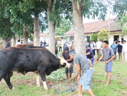 Polres Lampung Timur Gelar Penyembelihan Hewan Kurban, 7 Sapi dan 4 Kambing Disalurkan ke Masyarakat
