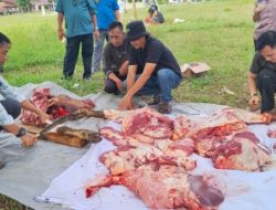 SAPI KURBAN BANTUAN PEMKAB LAMPUNG TIMUR PERERAT TALI SILATURAHMI INSAN PERS DAN LSM