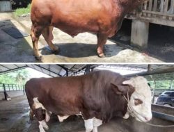 BANMAS PRESIDEN RI 2026 16 SAPI JUMBO LOLOS SELEKSI DI LAMPUNG, SAPI SIMMENTAL SUKARAME DAN LIMOUISIN METRO JADI SOROTAN