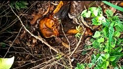 Di duga ODGD Ditemukan warga membusuk  di Parit Ladang di lampung timur