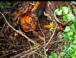 Di duga ODGD Ditemukan warga membusuk  di Parit Ladang di lampung timur