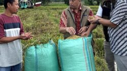 Lampung Berkontribusi Besar, Serapan BULOG Capai Rekor 3 Juta Ton Beras