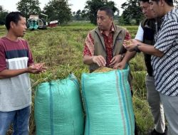 Lampung Berkontribusi Besar, Serapan BULOG Capai Rekor 3 Juta Ton Beras