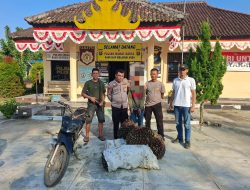 Curi 1 Ton Buah Sawit, Pria Asal Marga Sekampung Diciduk Tim Tekab 308 Presisi Polsek Waway Karya